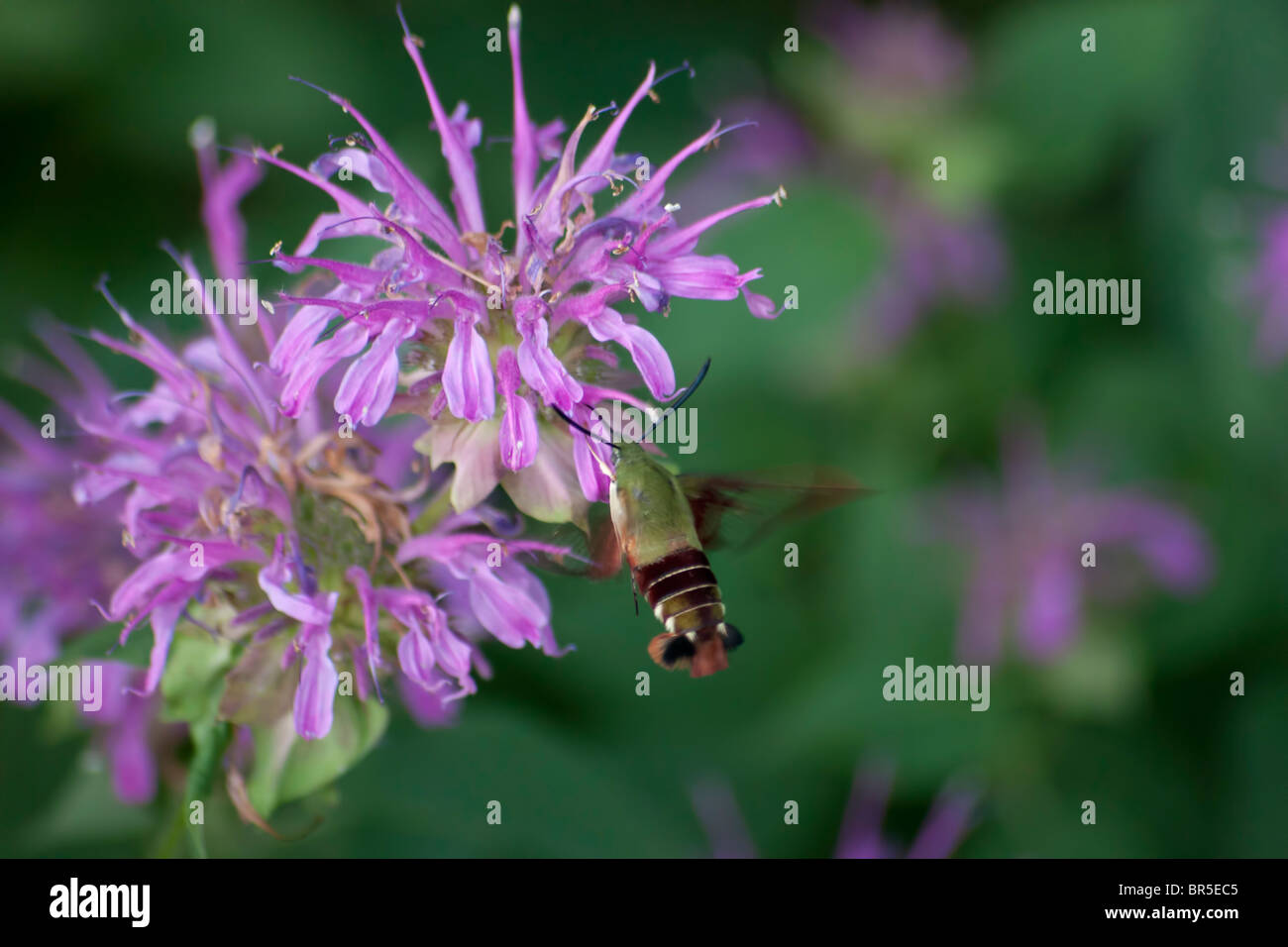 Snowberry Clearwing Kolibri Motten (Hemaris Thysbe) Stockfoto