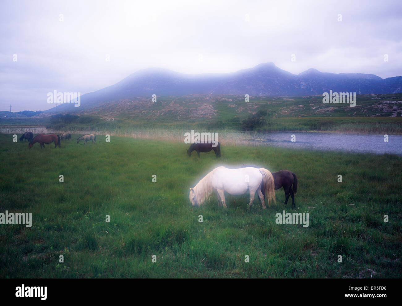 Connemara, Co. Galway, Irland, Derryclare Lough Stockfoto