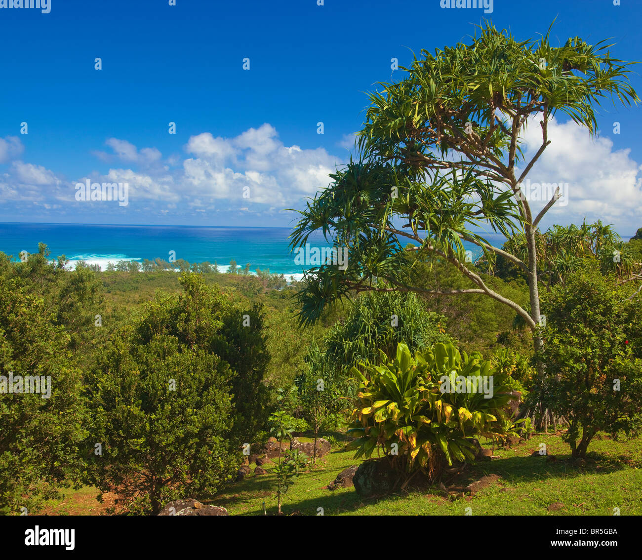 Kauai, HI: Hala Baum rahmt das untere Limahuli-Tal mit Blick auf das Meer, Limahuli Garden, National Tropical Botanical Garden Stockfoto