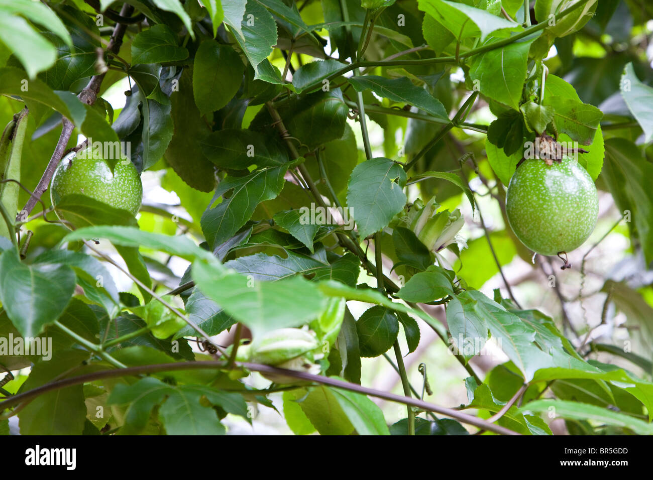 Sansibar, Tansania. Guave Baum. Stockfoto