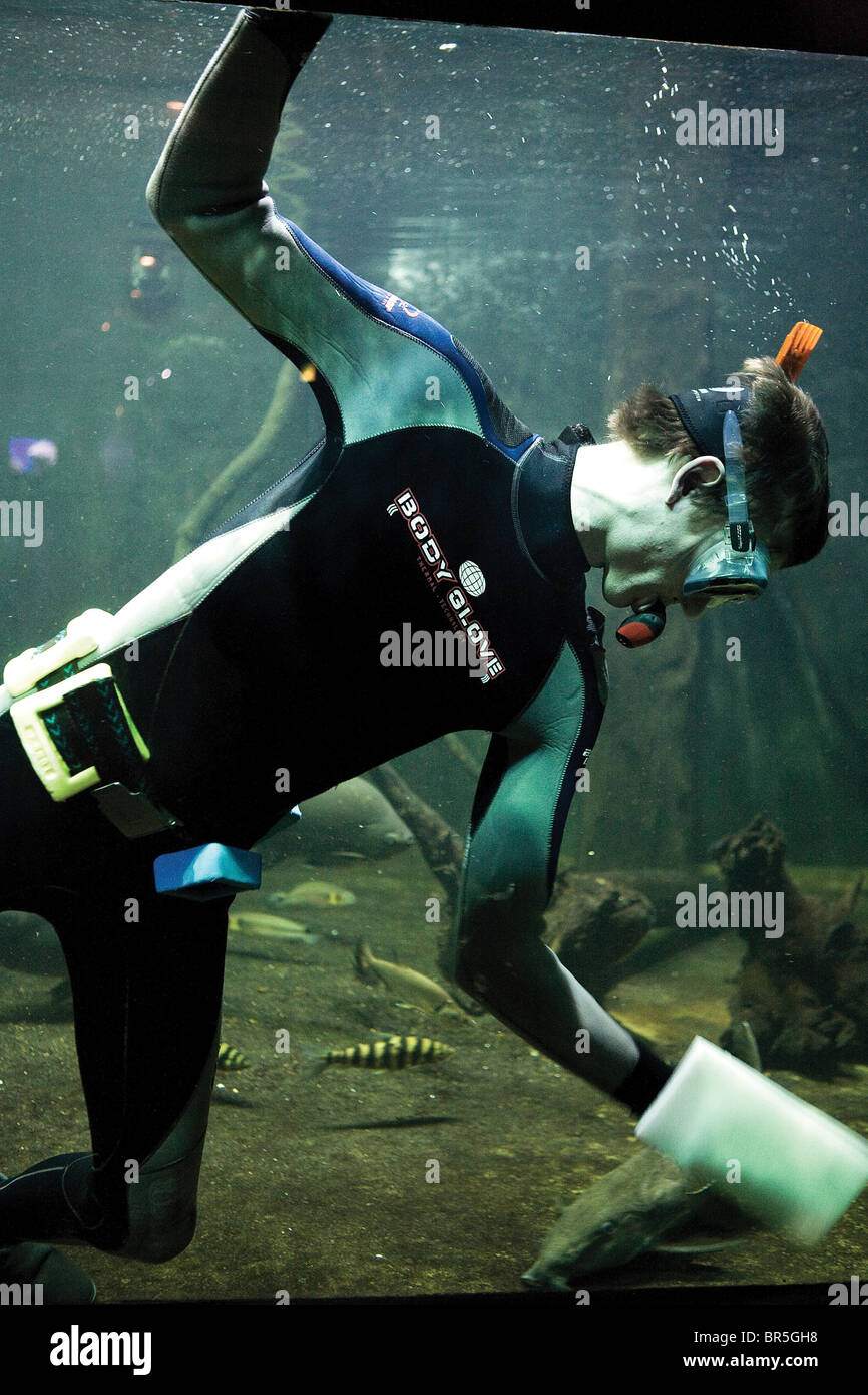 Ein Taucher-Halter ist das Glas des Aquariums von Amazonia Fische reinigen. Stockfoto