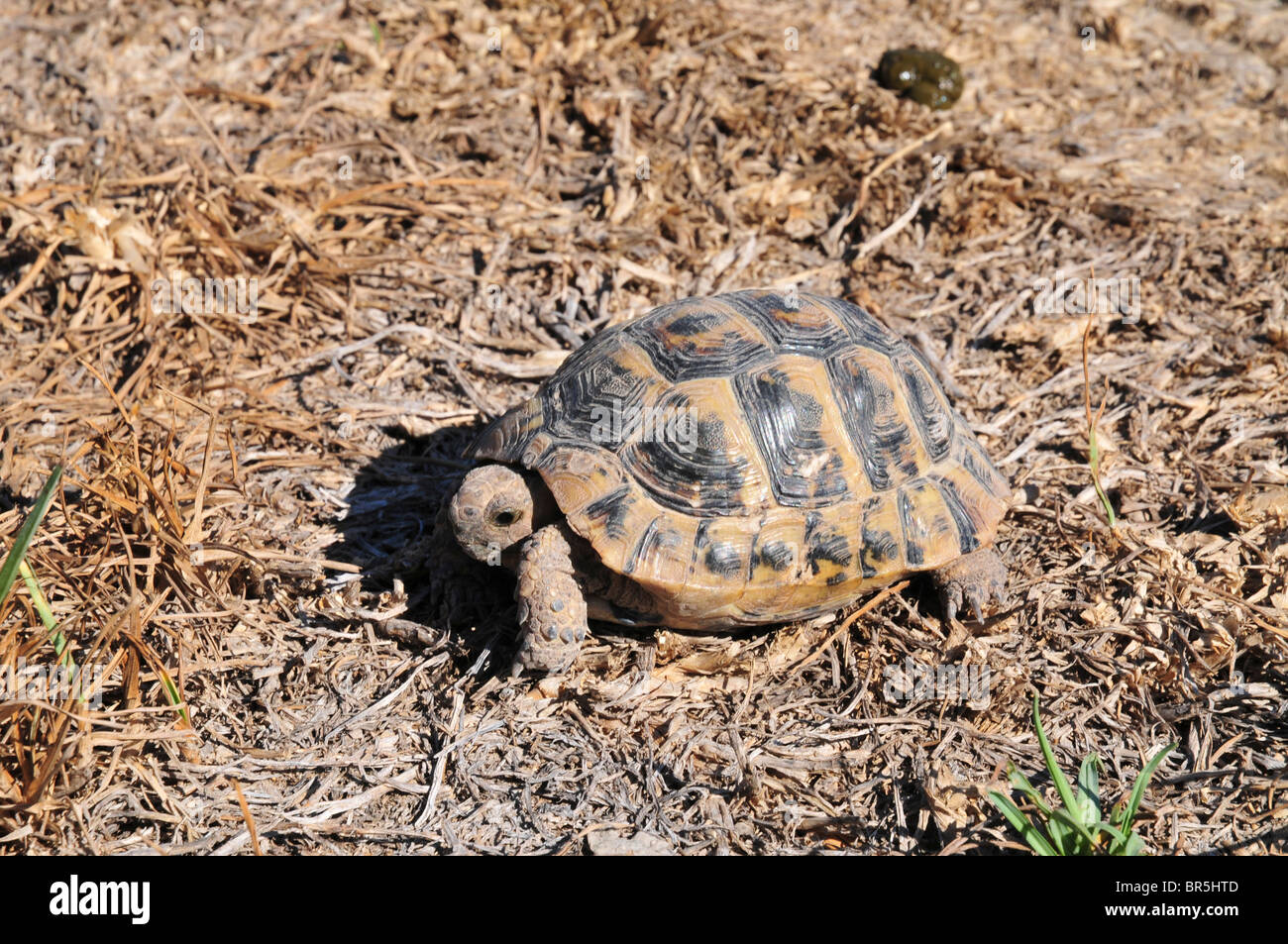 Nahaufnahme einer Spur-thighed Tortoise oder griechische Schildkröte (Testudo Graeca) in einem Feld. Israel Sommer September Stockfoto