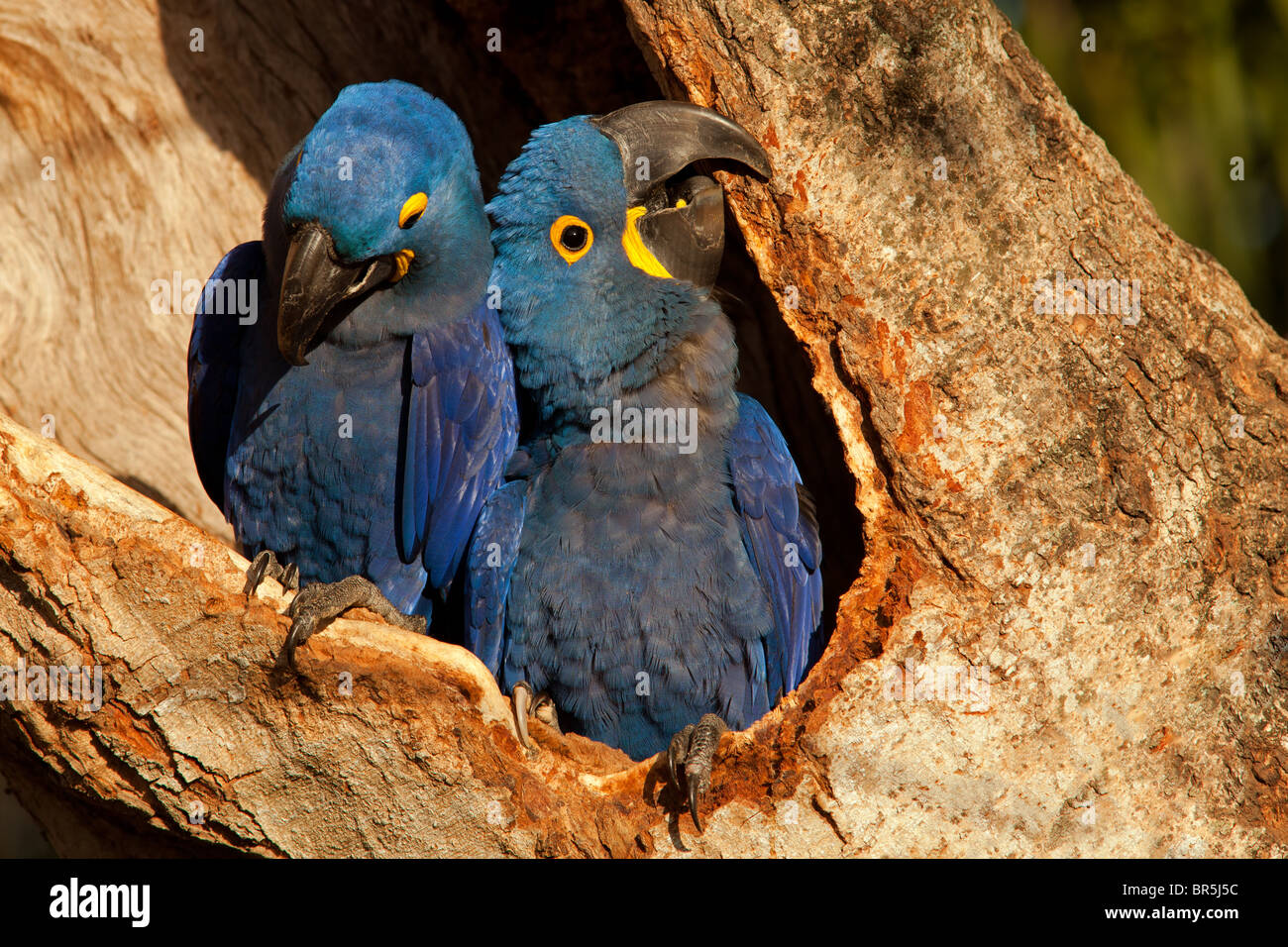 Hyazinth-Ara-paar im Nest Stockfoto