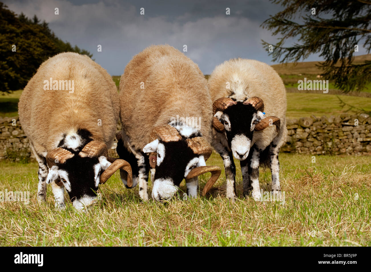Swaledale Rams in Feldern Weiden. Cumbria. Stockfoto