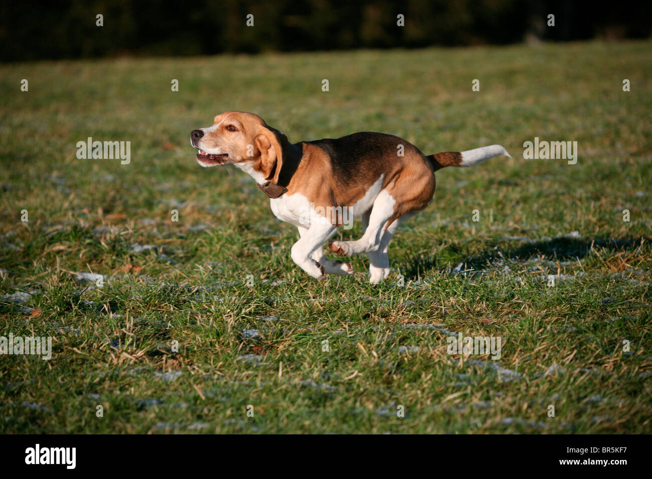 Beagle, Jagdhund Stockfoto