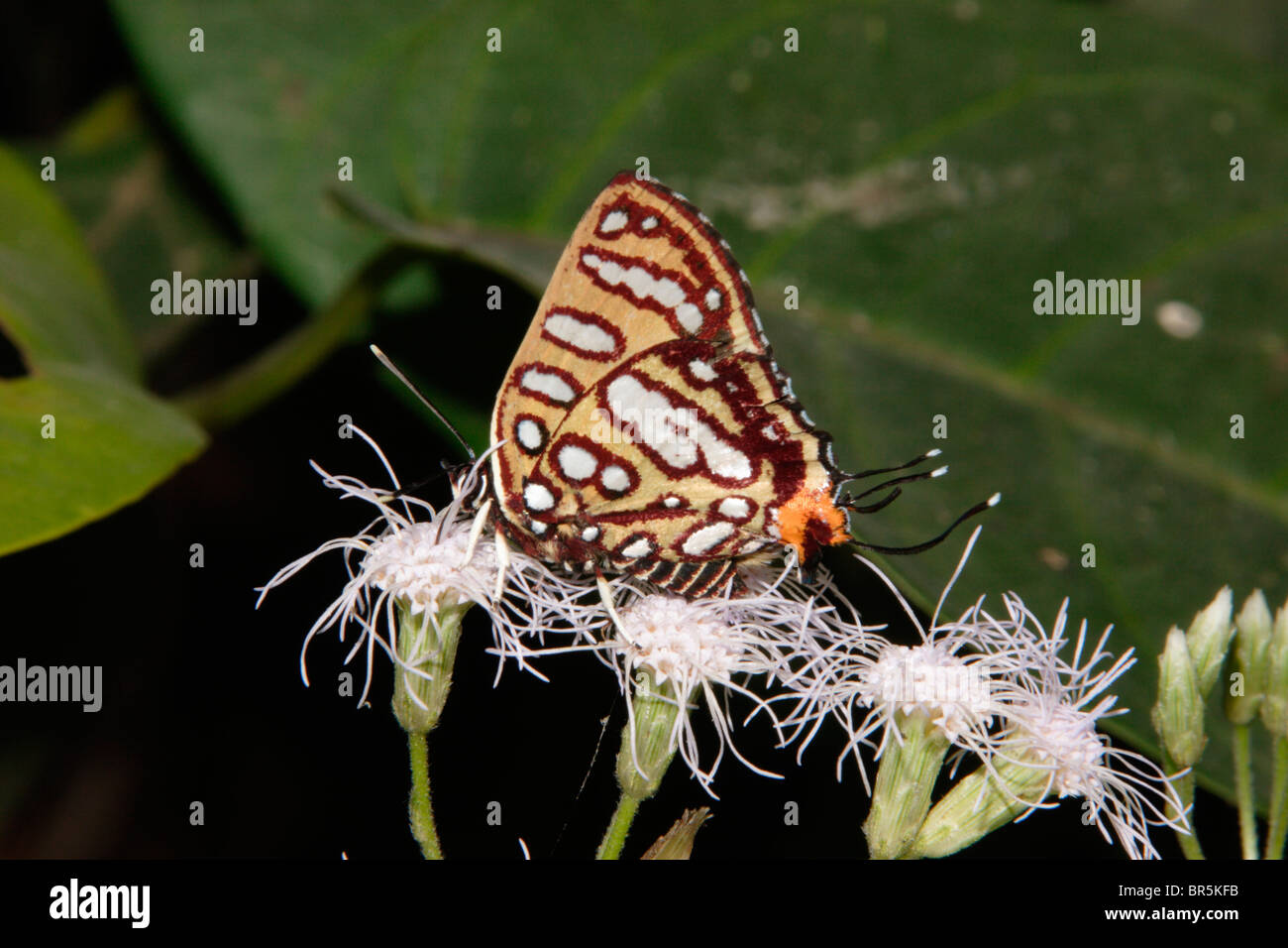 Gemeinsamen Silber Spot Schmetterling (Aphnaeus Orcas: Lycaenidae) weibliche Fütterung auf Blumen im Regenwald, Ghana. Stockfoto