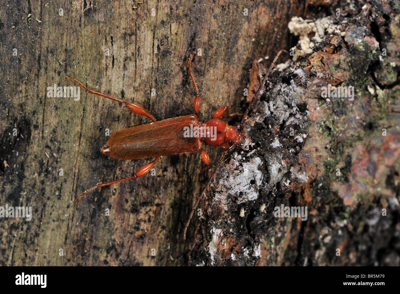 Eichenlohehaufen Borer - violetten Eichenlohehaufen Käfer (Riesenmammutbaum Testaceus) - braune Form - Rinde & Holz Borer Insekt Stockfoto