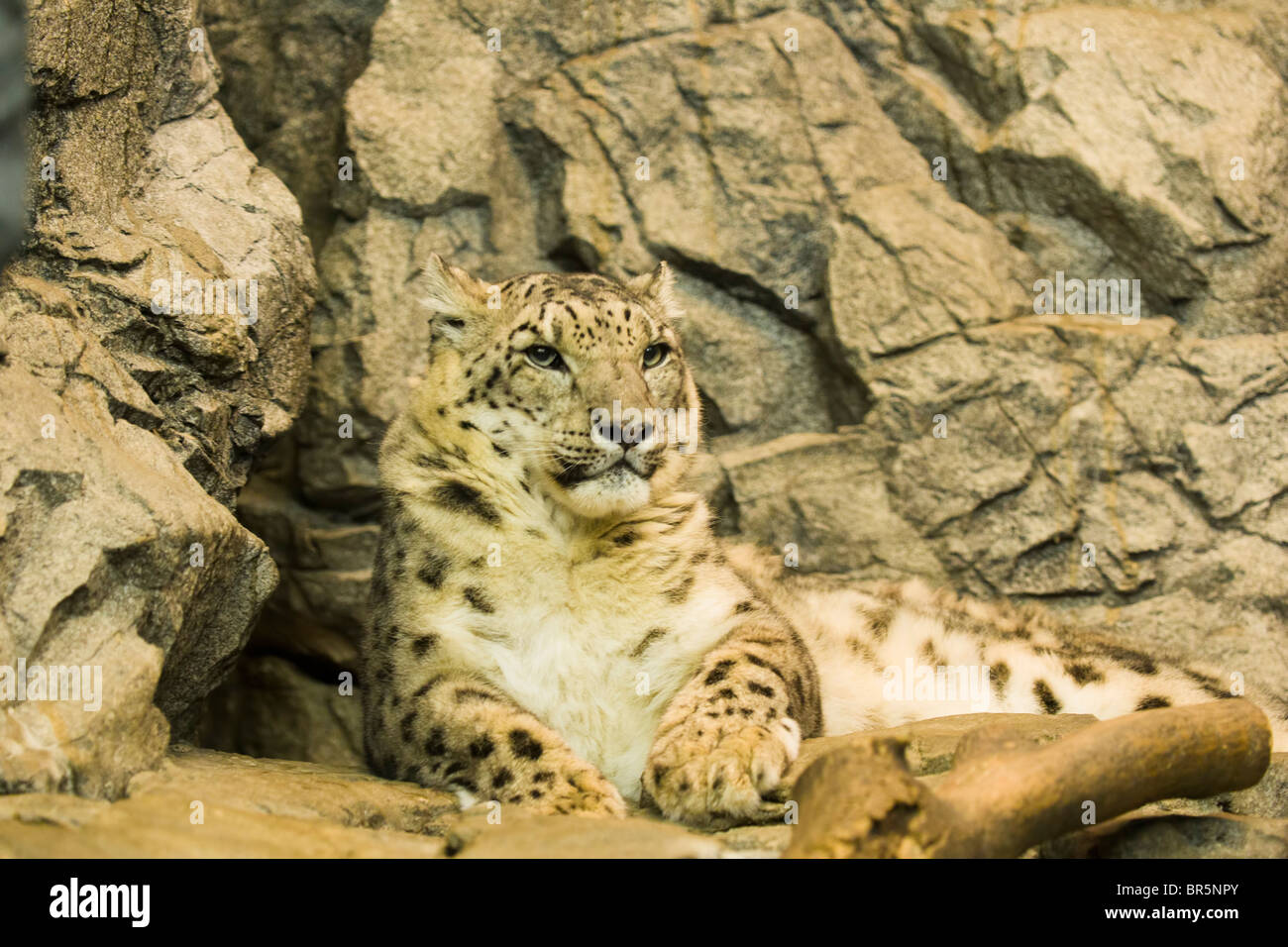 SSnow Leopard (Uncia Uncia) Stockfoto