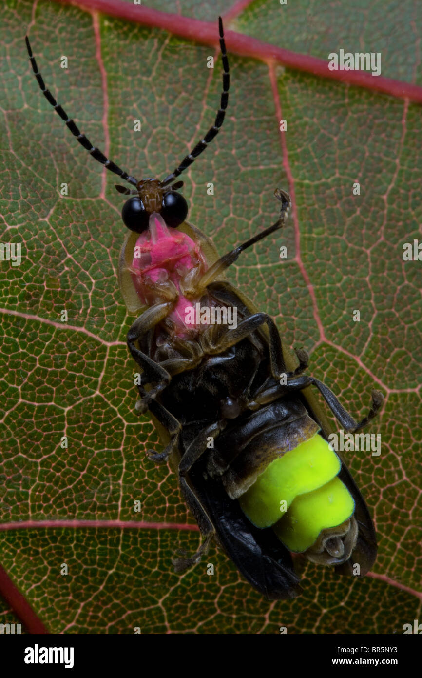 Firefly - Glühwürmchen auf Blatt Stockfoto