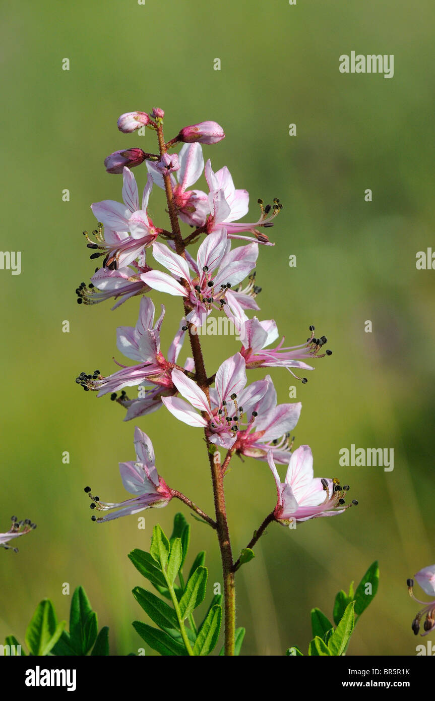 Brennenden Dornbusch oder falsche Diptam (Dictamnus Albus) Blütenstand, Bulgarien Stockfoto