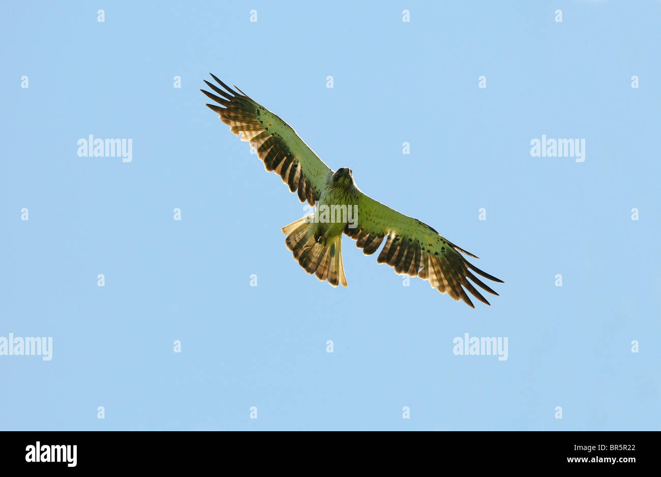 Zwergadler (Hieraaetus Pennatus) im Flug, Bulgarien Stockfoto