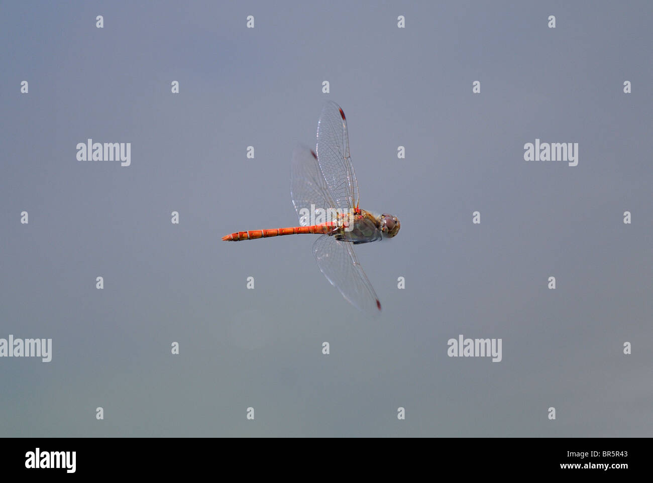 Gemeinsamen Darter Libelle (Sympetrum Striolatum) im Flug, Oxfordshire, Vereinigtes Königreich. Stockfoto
