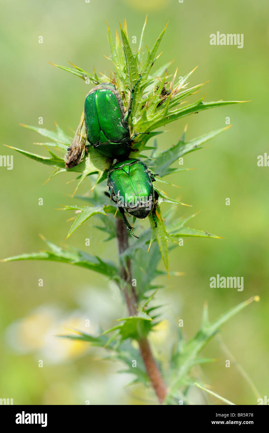 Grüne Rose Chafer (Cetonia Aurata) Pait zusammen auf Vegetation, Bulgarien Stockfoto