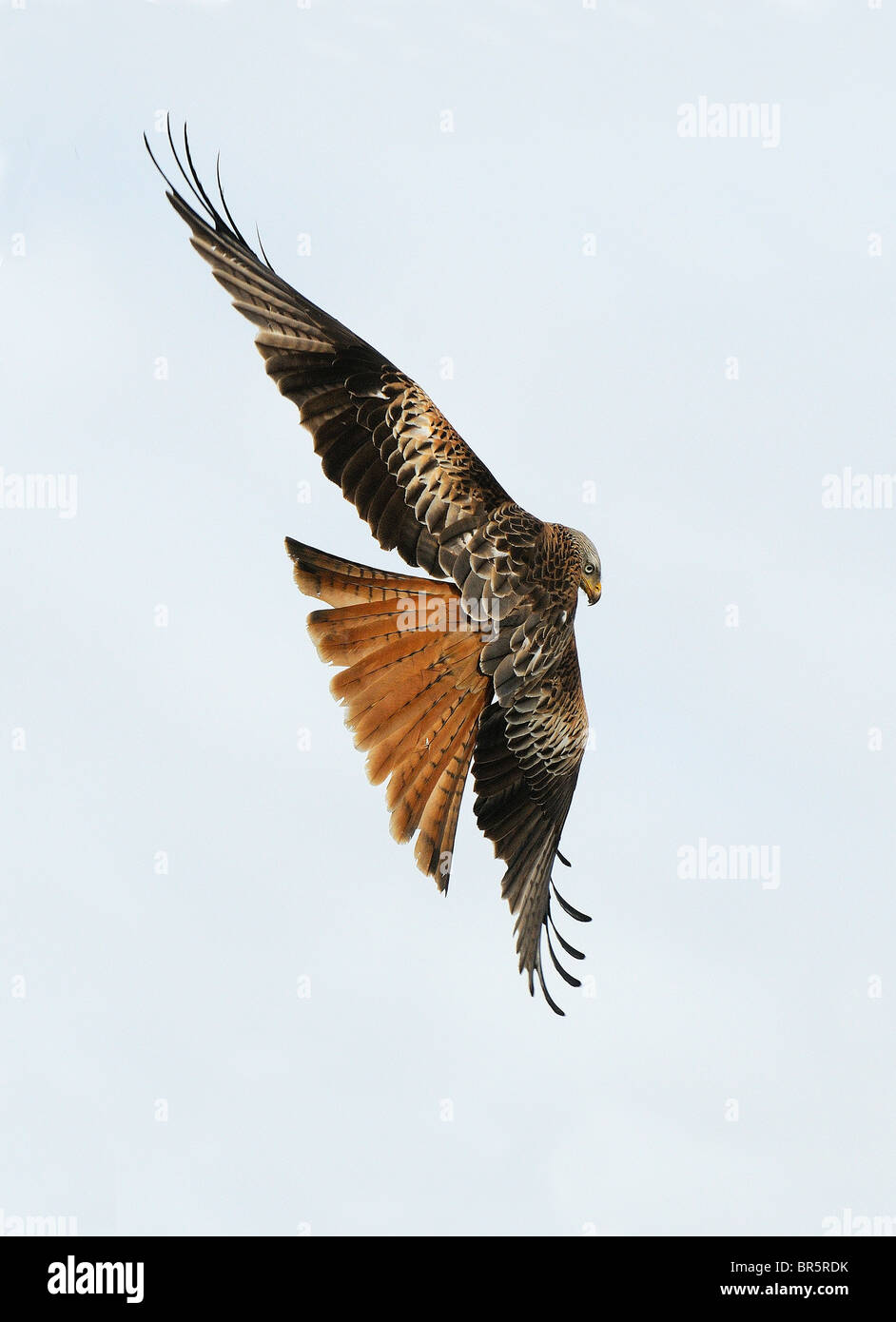 Rotmilan (Milvus Milvus) im Flug, Tail aufgefächert, Oxfordshire, Vereinigtes Königreich Stockfoto