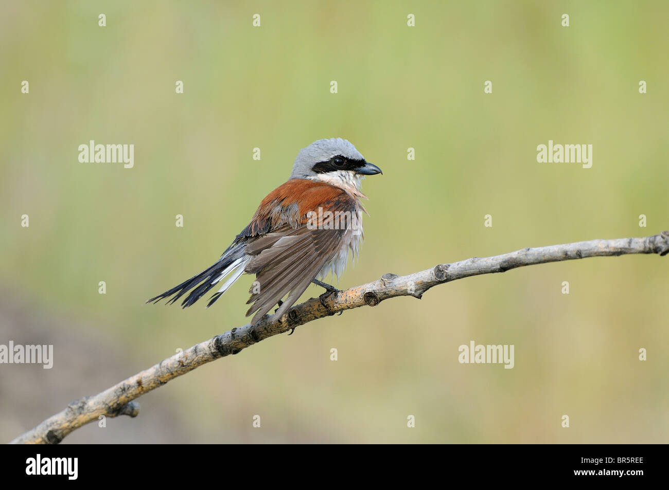 Neuntöter (Lanius Collurio) männlichen thront auf Zweig mit nassen Federn, Bulgarien Stockfoto