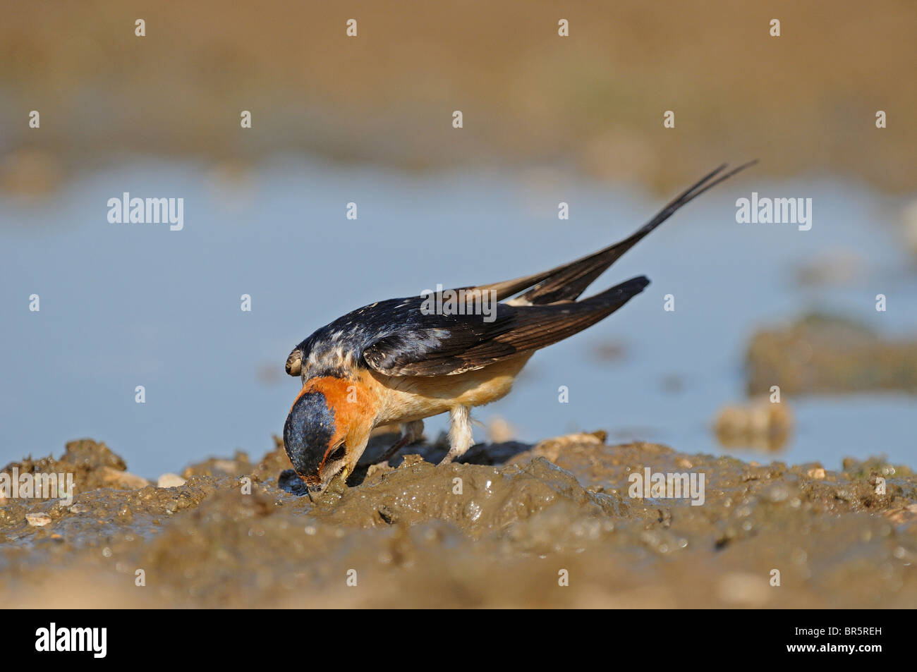 Rot-rumped Schwalbe (Hirundo Daurica) sammeln Schlamm für Nestbau, Bulgarien Stockfoto