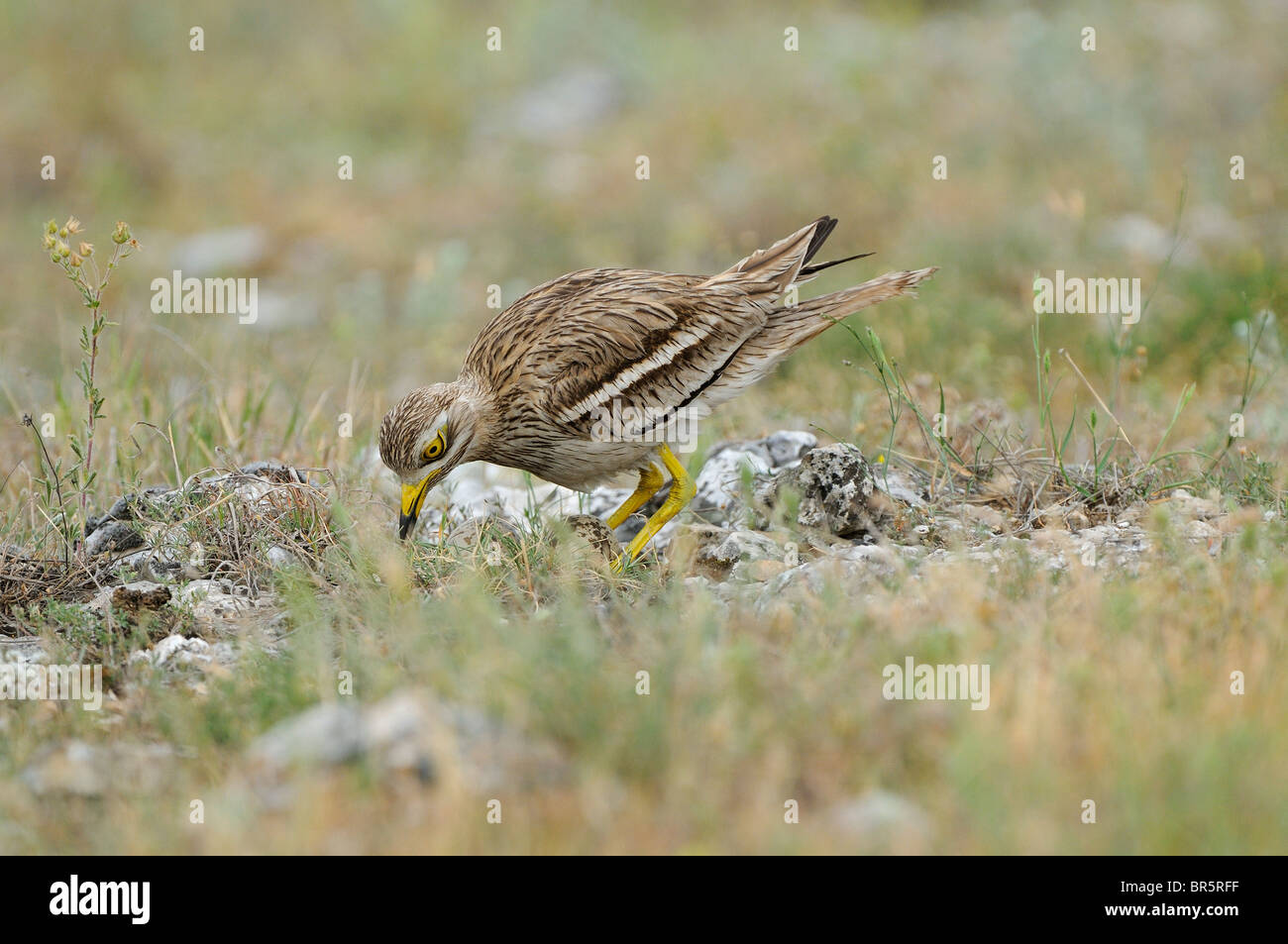 Stein-Brachvogel (Burhinus Oedicnemus) stehen über dem Nest, drehen Eiern, Bulgarien Stockfoto