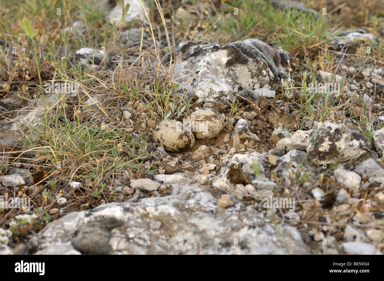 Stein-Brachvogel (Burhinus Oedicnemus) nest am Boden mit zwei Eiern, Bulgarien Stockfoto