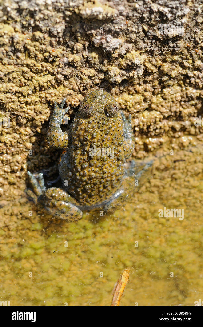 Gelb-widerlegt Kröte (Geburtshelferkröte Variegata) Bulgarien Stockfoto