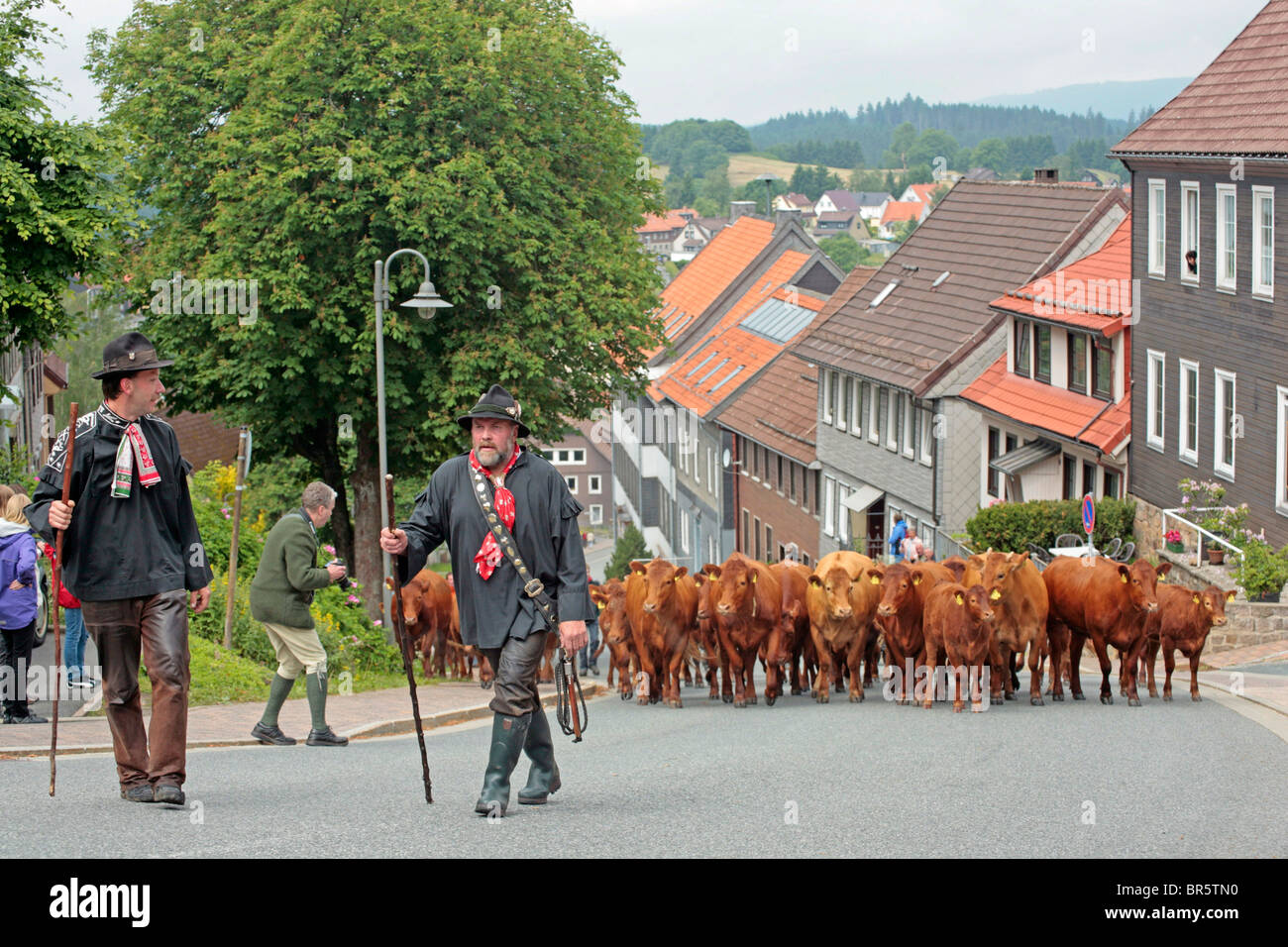 Vieh getrieben durch die Stadt während der traditionellen Wiesenbluetenfest, St. Andreasberg, Harz Mountains, Niedersachsen, Deutschland Stockfoto