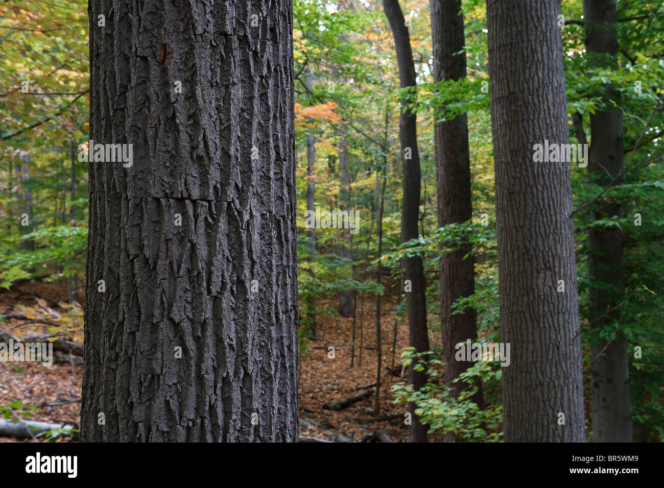 Baumrinde hautnah in einem Laubwald, im Osten der USA. Stockfoto