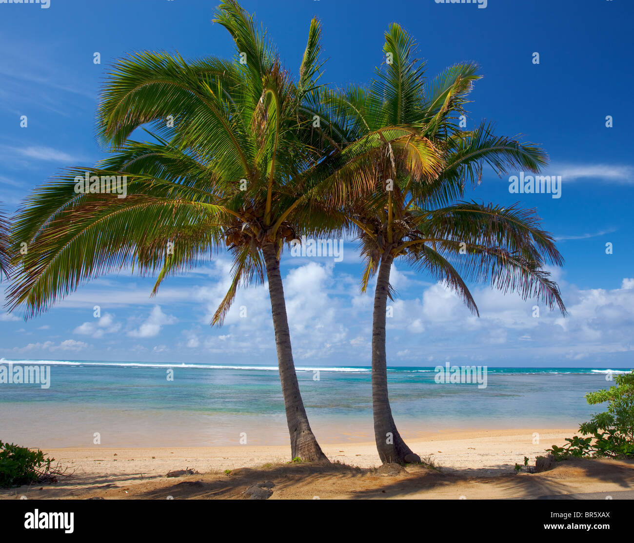Kauai, Hawaii zwei Palmen umrahmen einen Strandabschnitt Anini auf den Norden von Kauai Stockfoto