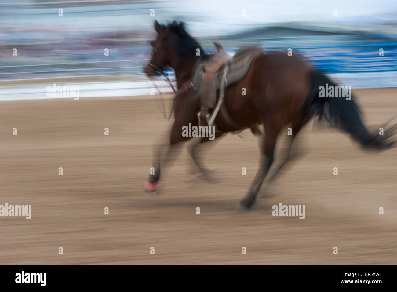 Unberittenen Pferden nach der Fahrer sprang aus Seil oder Ringen Ochsen Stockfoto