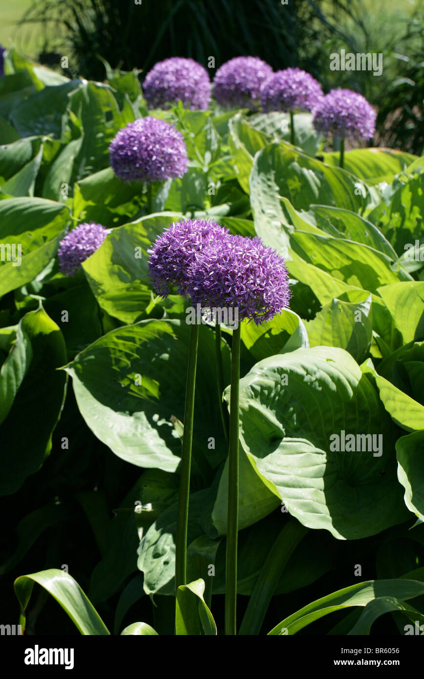 Allium 'Globemaster', Affodillgewächse, Garten Herkunft Stockfoto