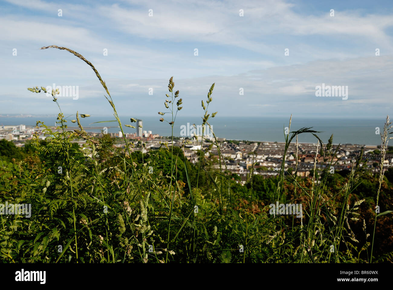 Blick auf die Stadt Swansea vom Rosehill Community Park mit wilden Gräsern im Vordergrund, Wales, Großbritannien. Stockfoto