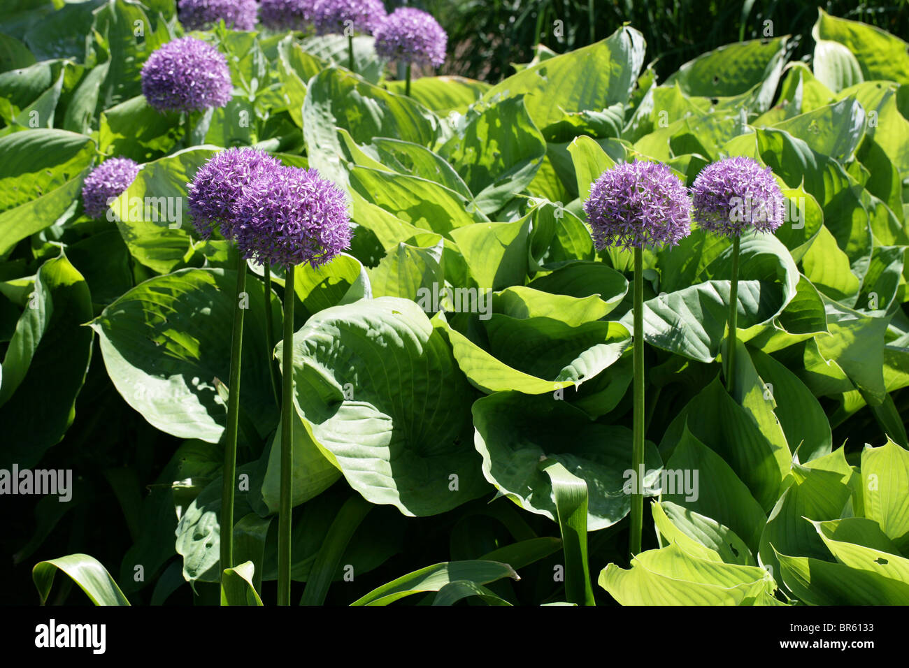 Allium 'Globemaster', Affodillgewächse, Garten Herkunft Stockfoto