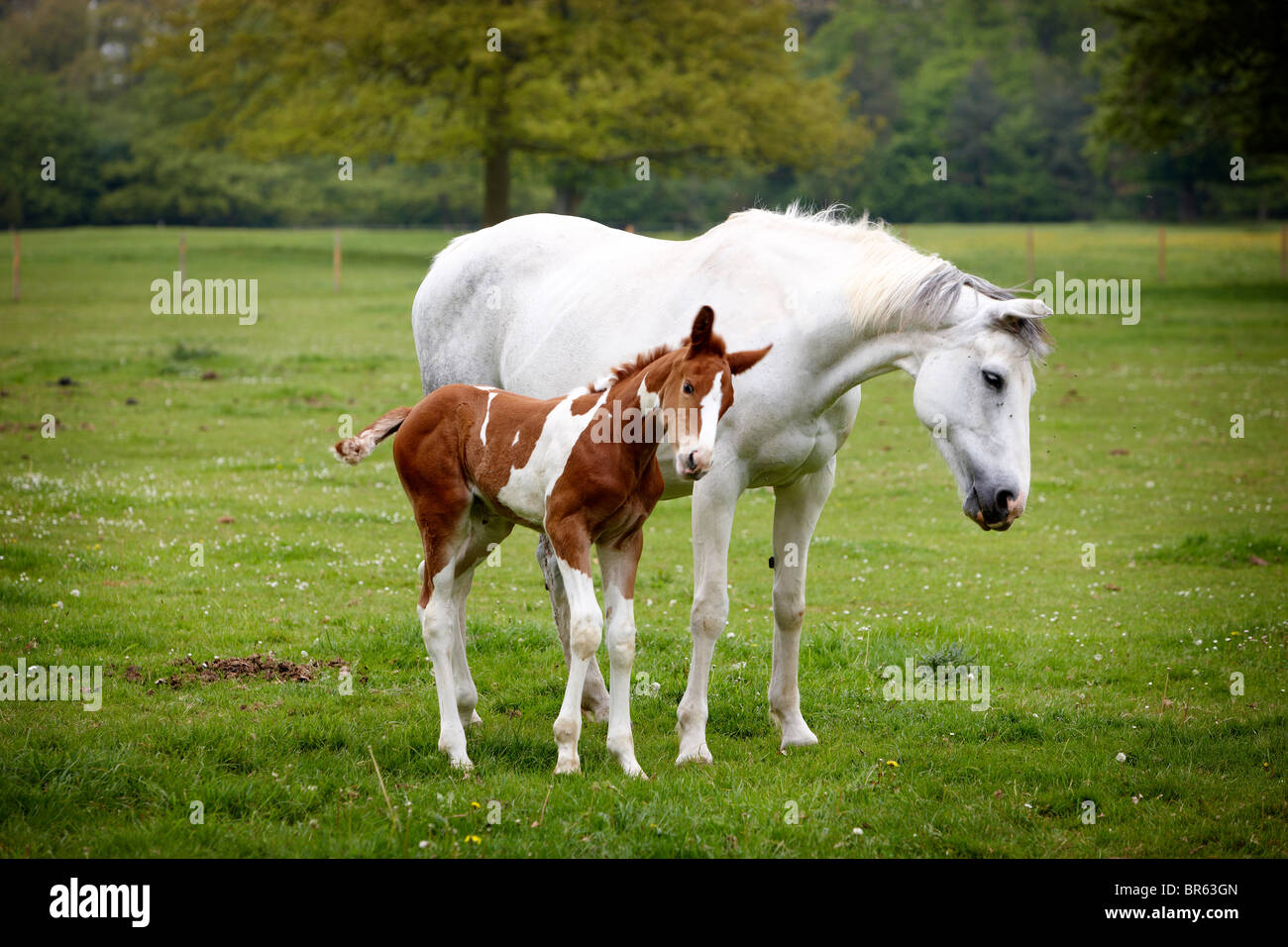 Pferde Feldfohlen Mutter Stute Gras Pferd Stockfoto