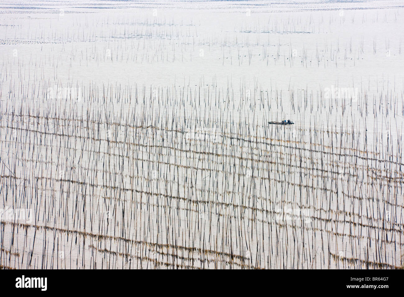 Angelboot/Fischerboot Segeln durch Bambus Stöcke für trocknende Algen, East China Sea, Xiapu, Fujian, China Stockfoto