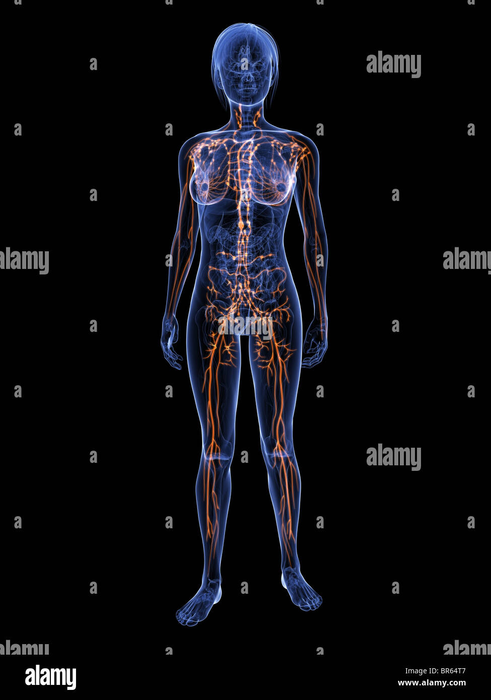 weibliche Lymphsystem Stockfoto