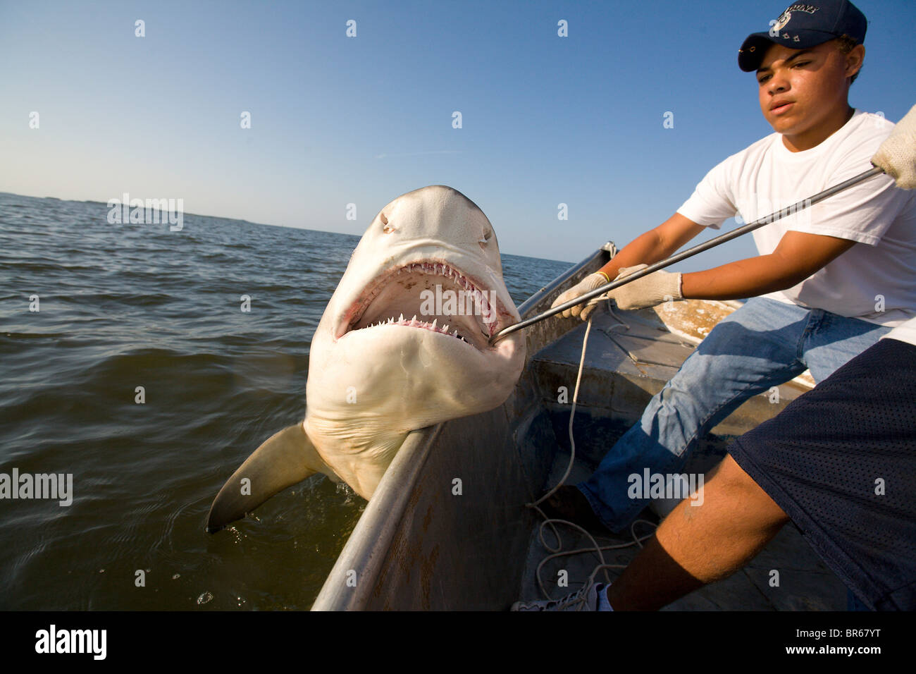 Junge Fischer ziehen in eine Zitrone Hai im Golf von Mexiko Stockfoto