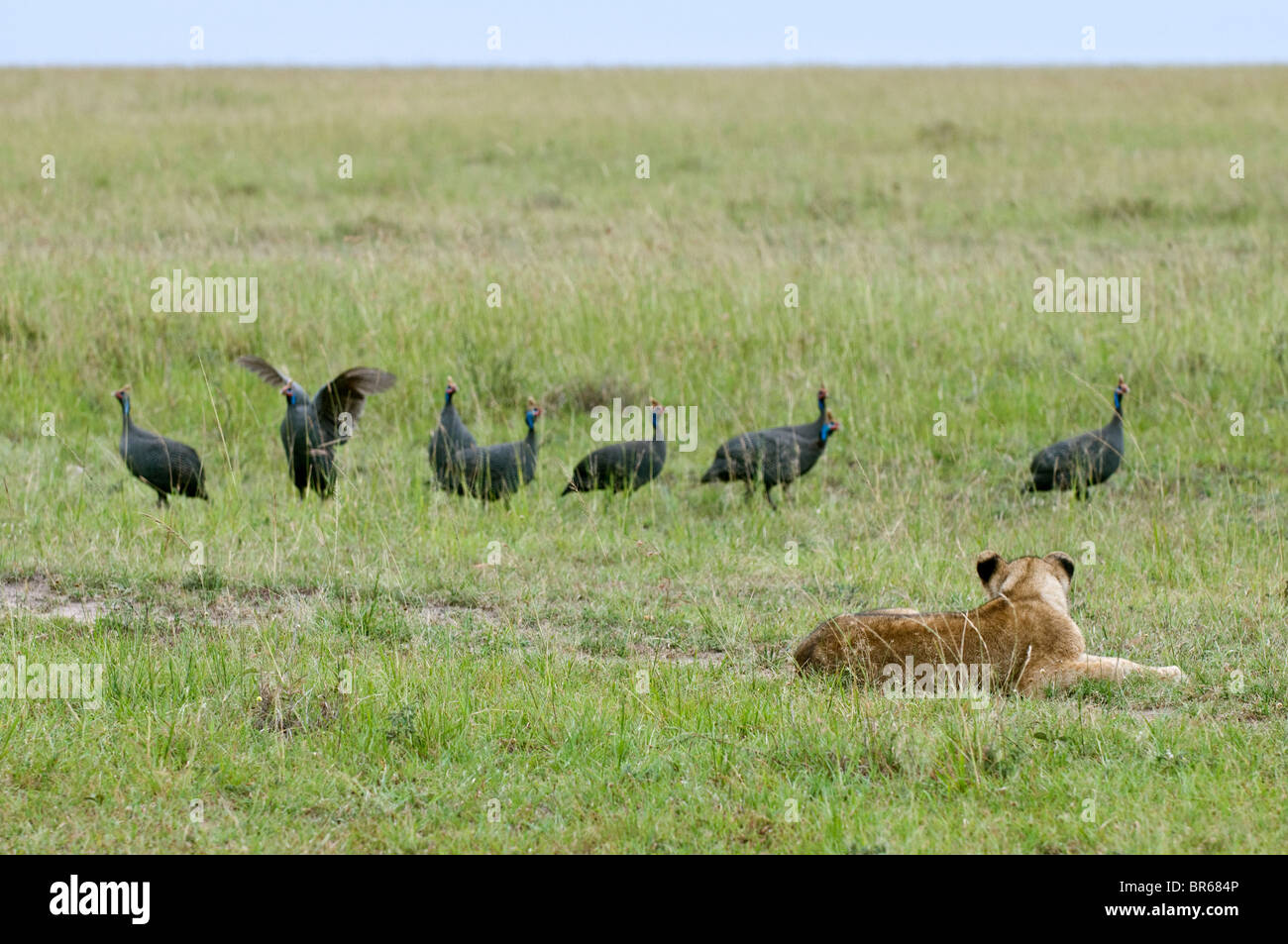 Baby Lion Cub Vögel in freier Wildbahn zu beobachten Stockfoto
