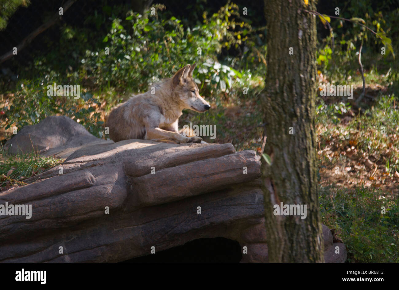 Mexikanische graue Wolf (Canis Lupus Baileyi) Stockfoto