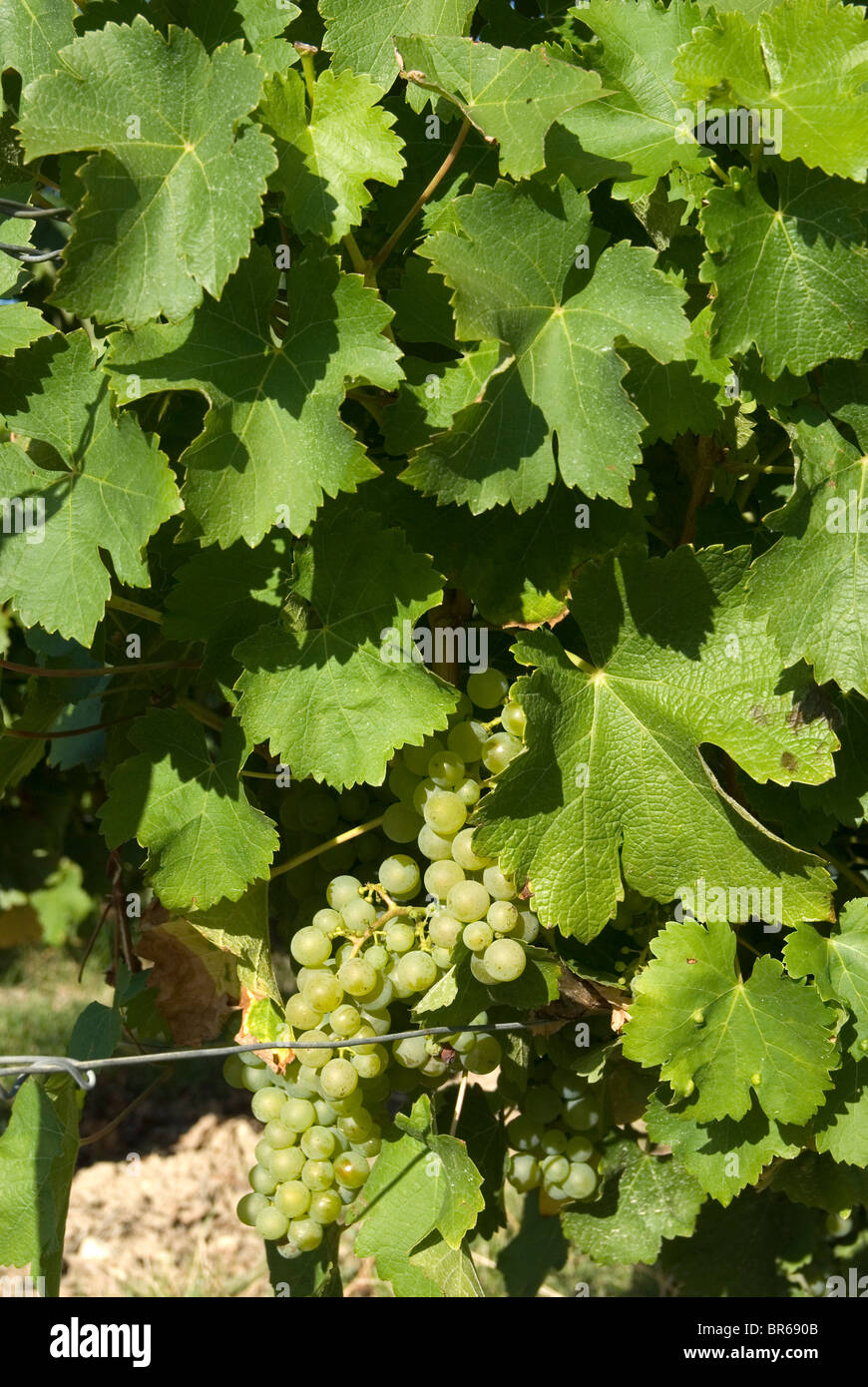 Sauvignon Blanc Trauben wachsen in einem Weinberg des Bezirks Sancerre, Frankreich Stockfoto