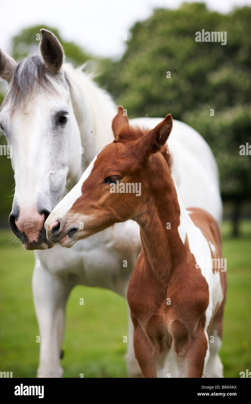 Pferde Feldfohlen Mutter Stute Gras Pferd Stockfoto