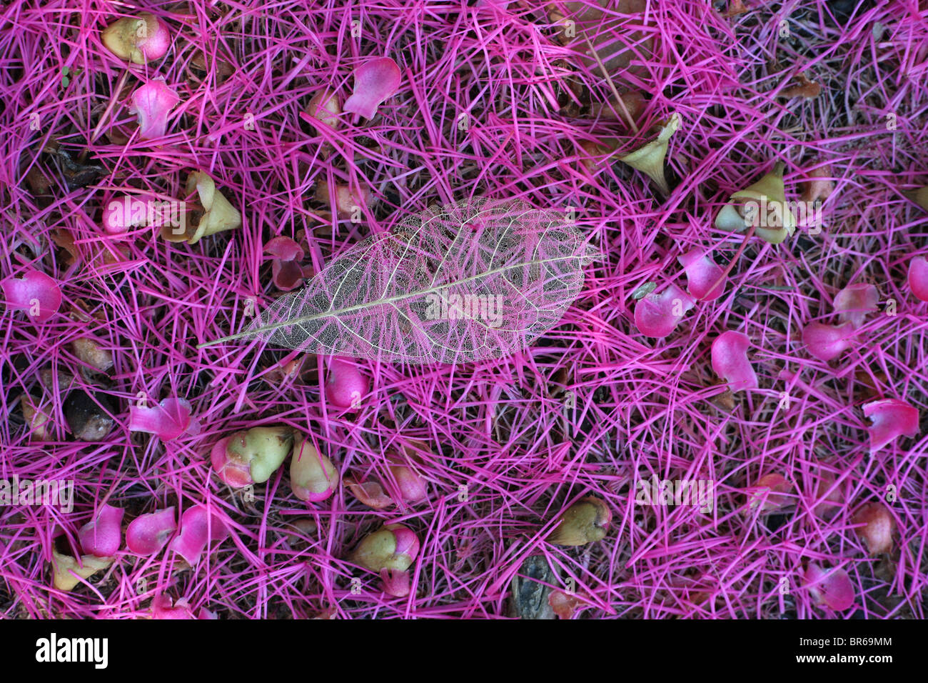 Transparenten Blatt auf rosa Blüte im Amazonas Stockfoto