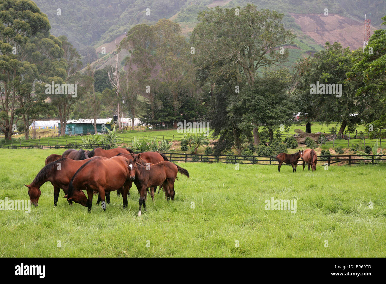 Vollblutpferde im Aras Cerro Punta, Chiriqui, Panama.  Für den redaktionellen Gebrauch bestimmt. Stockfoto