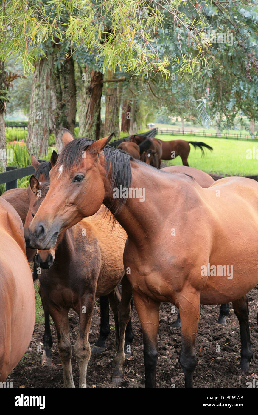 Vollblutpferde im Aras Cerro Punta, Chiriqui, Panama.  Für den redaktionellen Gebrauch bestimmt. Stockfoto
