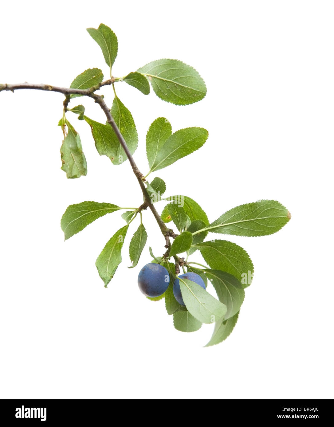 Prunus Spinosa (Schlehe, Schlehe) kleiner Zweig mit Beeren, die isoliert auf weißem Hintergrund Stockfoto
