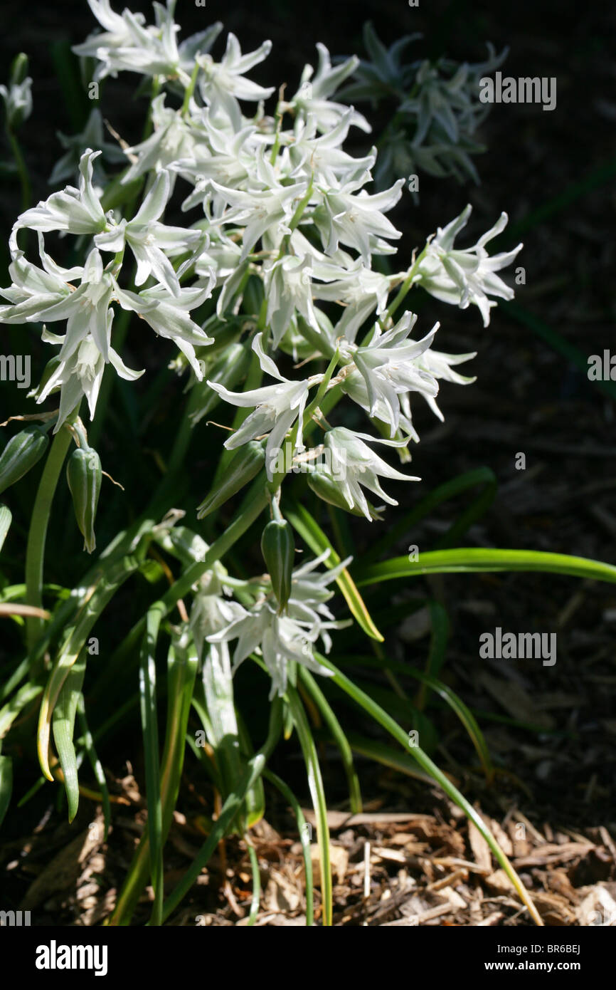 Hängenden Star-of-Bethlehem Blumen, Ornithogalum Nutans, Hyacinthaceae, Europa und Nordamerika. Stockfoto