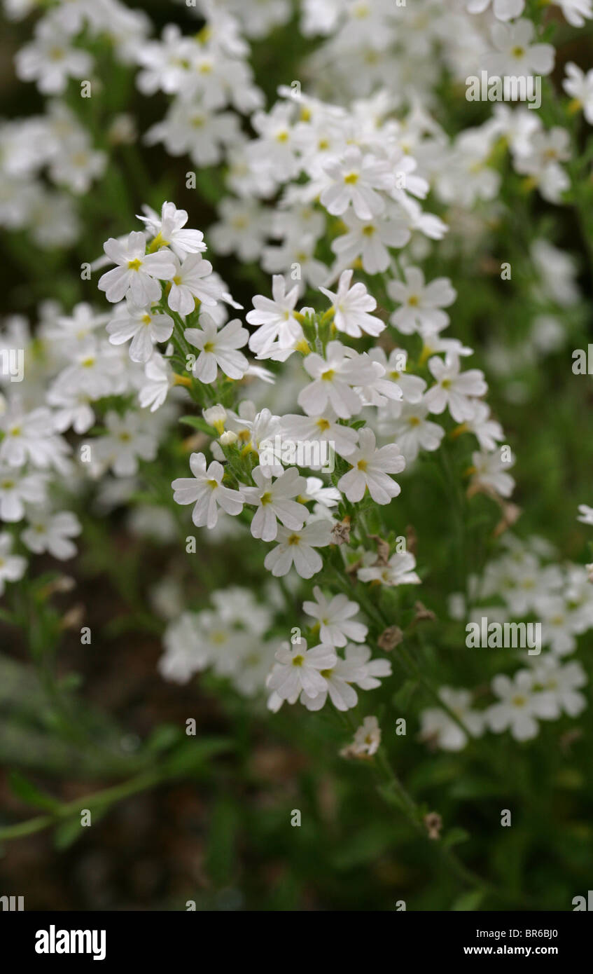 Fee Fingerhut oder Starflower, Erinus Alpinus 'Albus', Scrophulariaceae, Alpen, Europa. Auch bekannt als Alpine oder Leber Balsam, Juwel Blume. Stockfoto