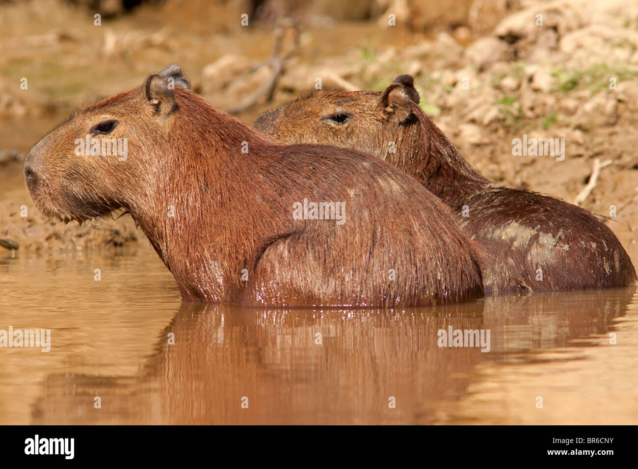 Wasserschweine, Baden Stockfoto