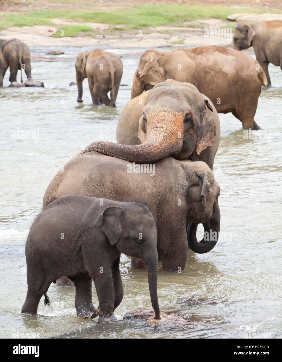 Eine Herde Elefanten Baden in einem seichten Fluss in der Nähe von The Pinnawela-Elefantenwaisenhaus in Sri Lanka Stockfoto
