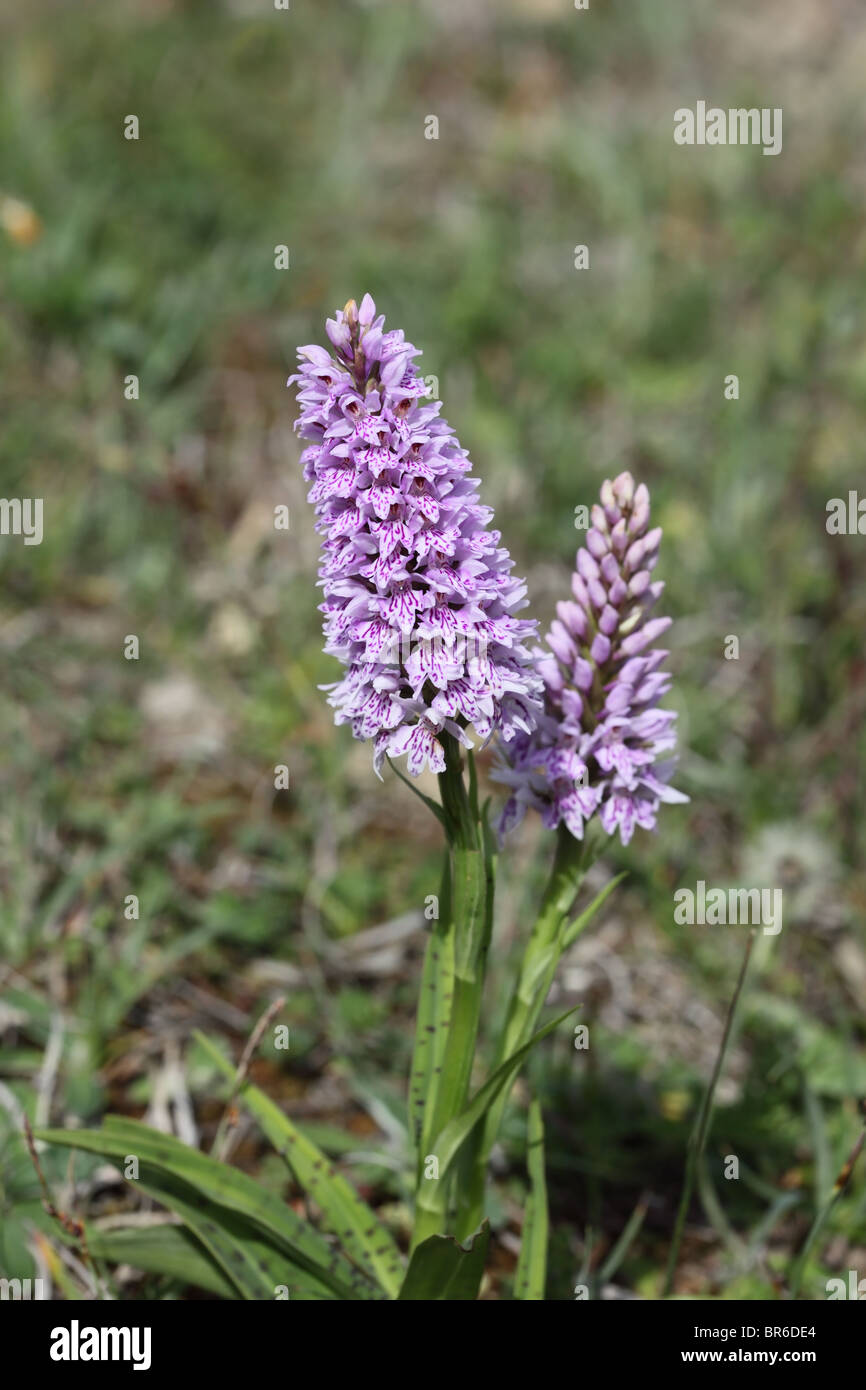 Gemeinsame gefleckte Orchidee Dactylorhiza Fuchsii County Durham Vereinigtes Königreich Stockfoto