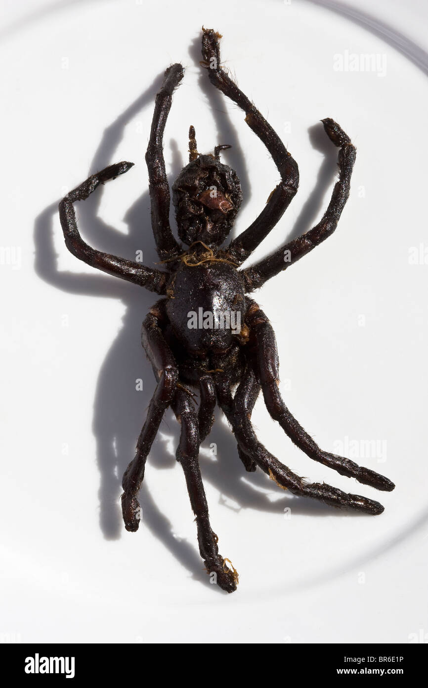 Gebratene Tarantula Spider, wie sie in Kambodscha als Streetfood verkauft wird - ein Beispiel für das seltsame oder seltsame Essen, das von Menschen auf der ganzen Welt gegessen wird Stockfoto