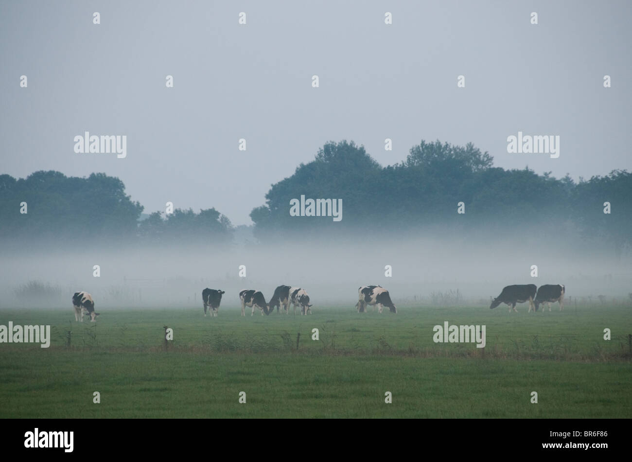 Friesland Holland Bauernhof Landwirtschaft Kuh Kühe Nebel Stockfoto