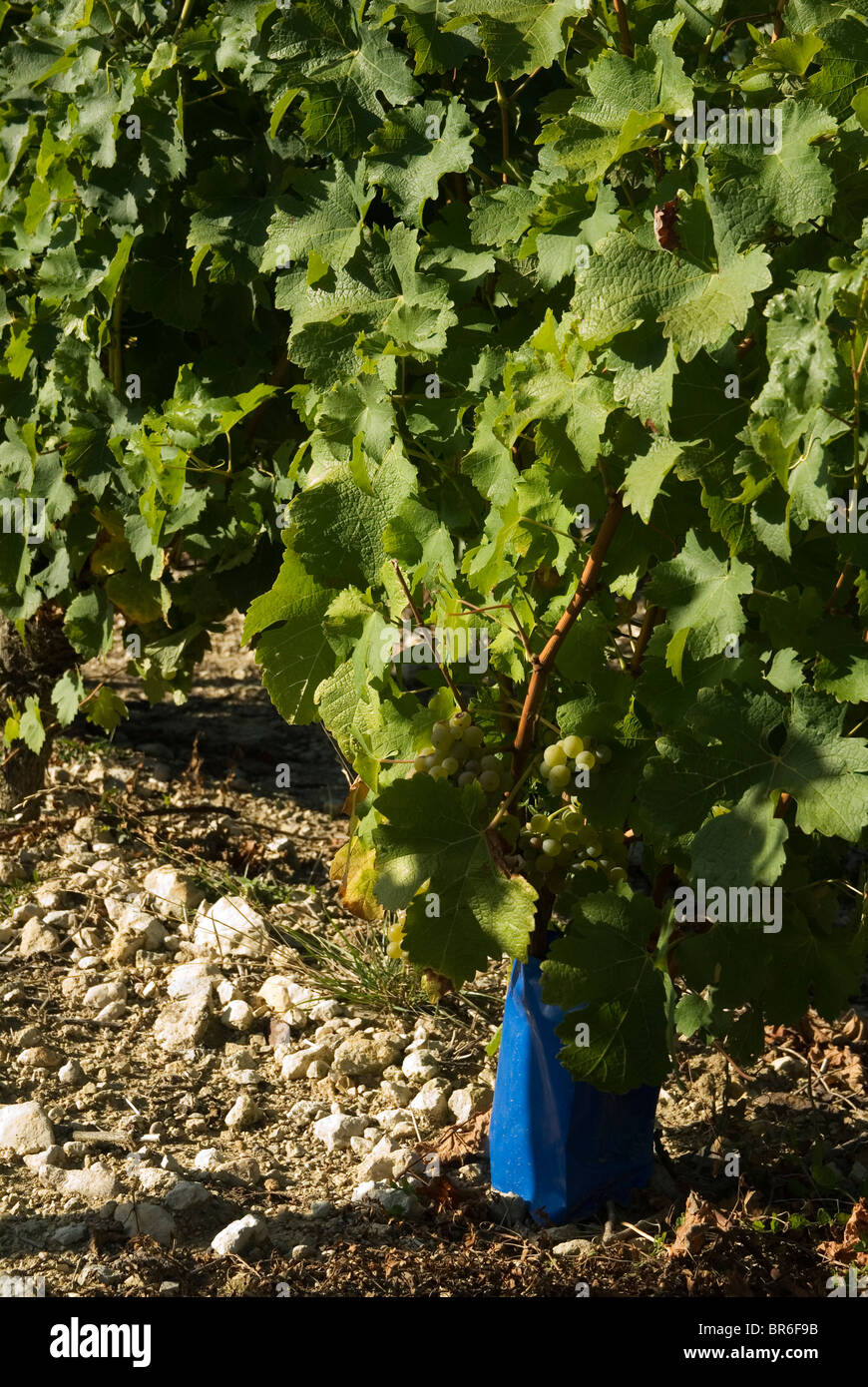 Sauvignon Blanc Trauben wachsen auf einem Kalkstein-basierten Boden in der Nähe von Sancerre, Frankreich Stockfoto
